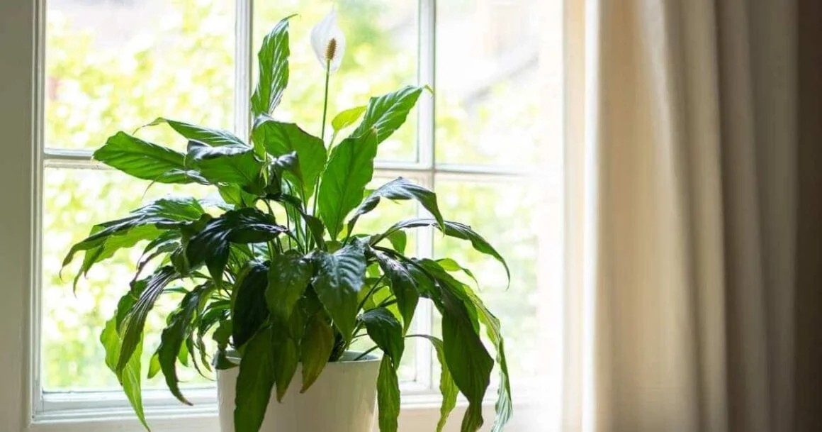 20 Easy Fast Growing Houseplant Care Tips