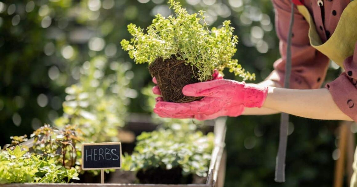 The 15 Best Herbs To Grow And Growing Tips