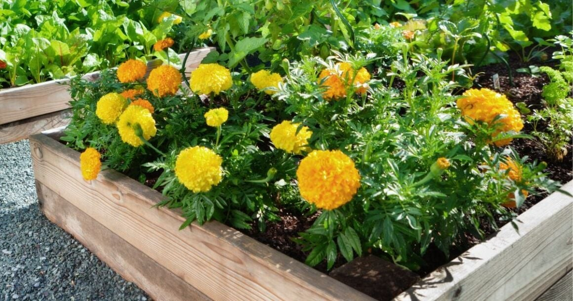 Rock A Raised Bed Garden In 6 Easy Steps