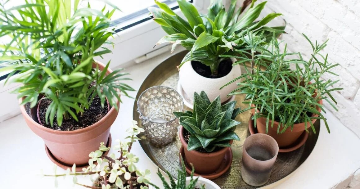 Find The Best Fertilizer For Houseplants
