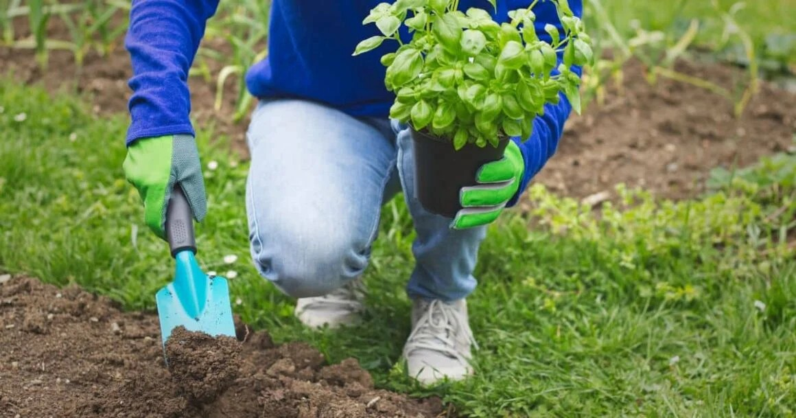 How To Grow Basil In 10 Easy Steps