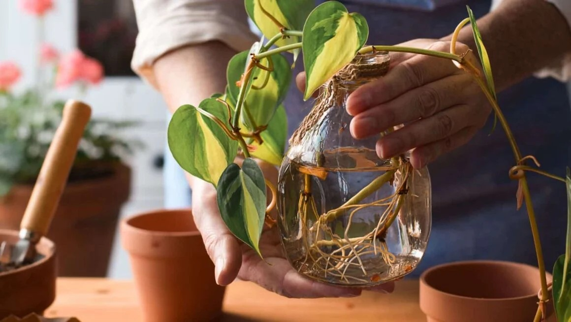 How To Propagate Plants In Water In Just 5 Easy Steps