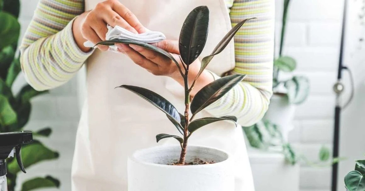 10 Practical Tips On How To Care For Indoor Plants