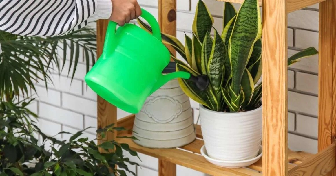 Discover 10 Snake Plant Benefits And Care Tips