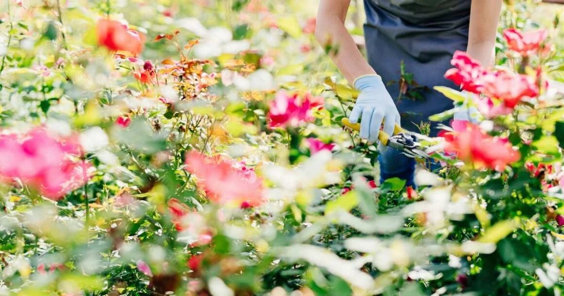 When To Plant Roses And The Best Rose Growing Tips