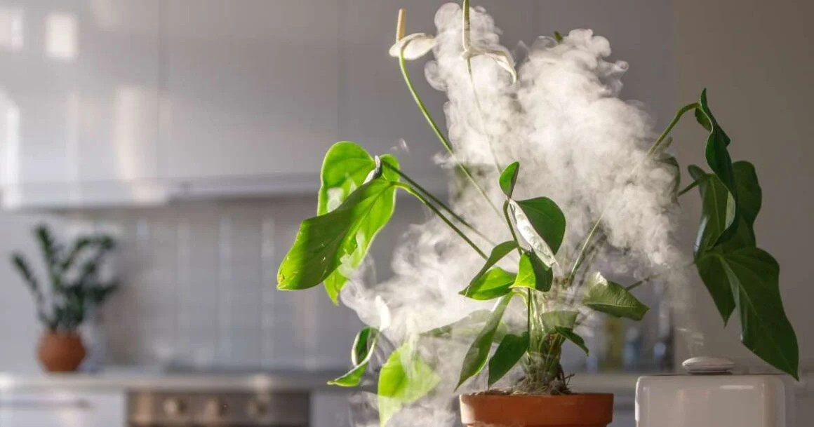 Top 10 Humidifiers For Plants And People
