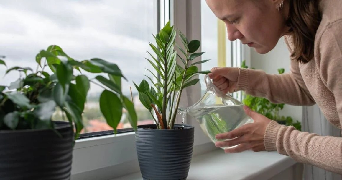 Best Water And Watering Tips For Houseplants