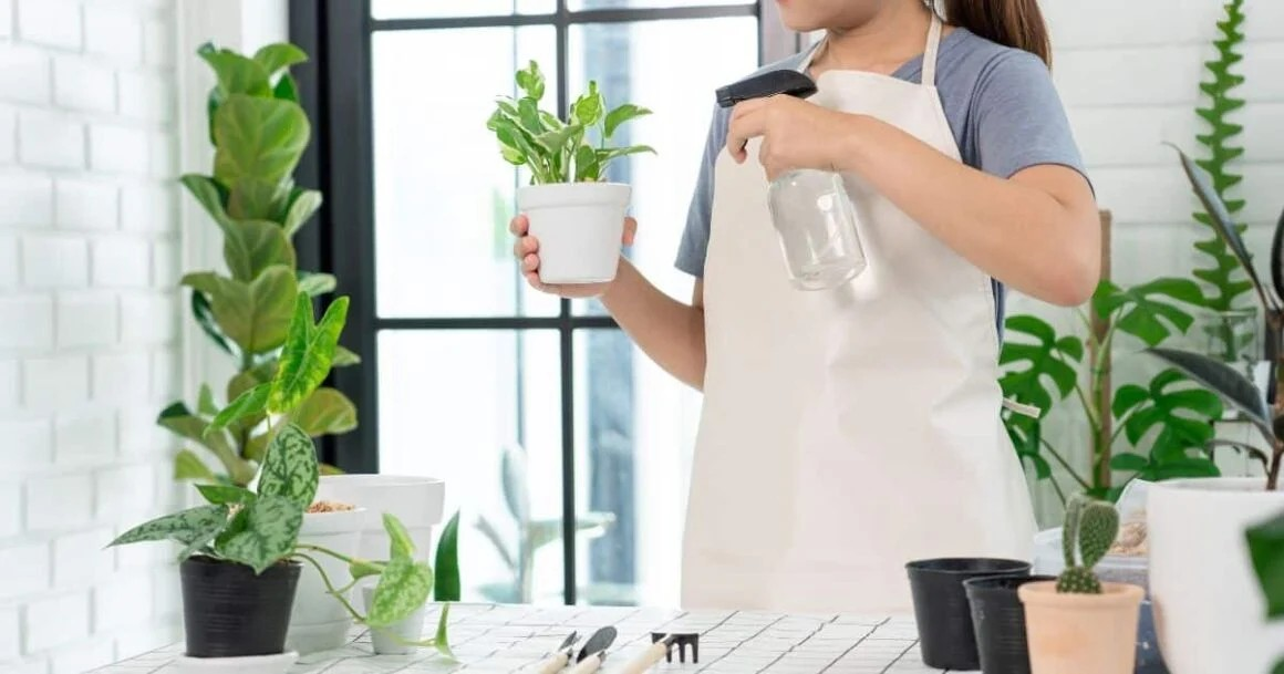 How To Get Rid Of Fungus Gnats In Houseplants