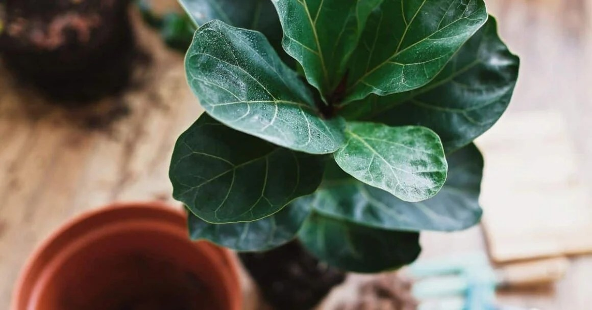 Thriving Dwarf Fiddle Leaf Fig Plants With My 7 Proven Tips