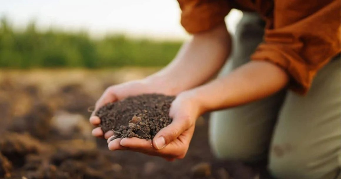 How To Grow Garlic In 5 Easy Steps